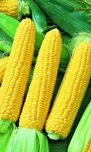 Кукуруза АЛИНА сахарного типа