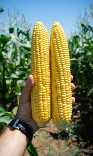 Кукуруза АУРИКА F1