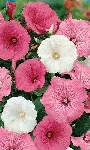 Лаватера СМЕСЬ ОКРАСОК