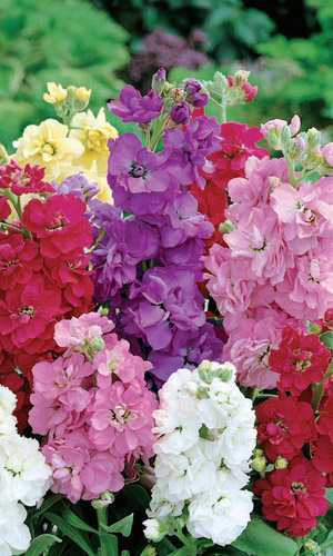 Левкой ДЕСЯТИНЕДЕЛЬНЫЙ ГНОМ