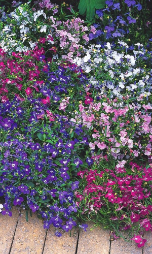 Лобелия ТАТЬЯНА МИКС F1