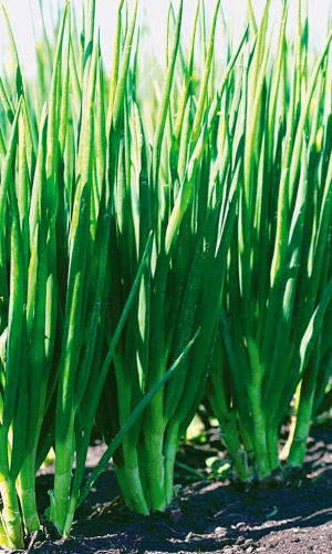 Лук батун ИЗУМРУДНЫЙ