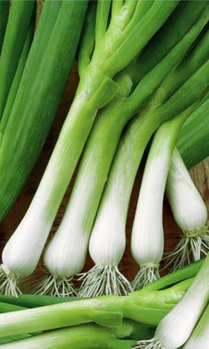 Лук батун НЕЖНОСТЬ