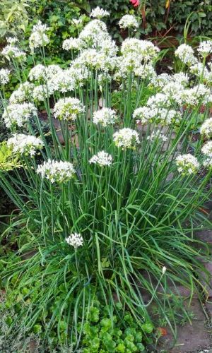 Лук душистый – горный чеснок ДЖУСАЙ