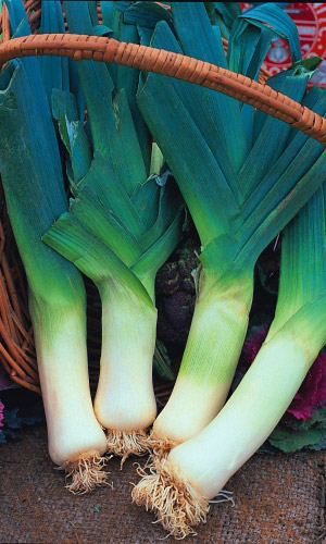 Лук порей ДИВО ДИВНОЕ