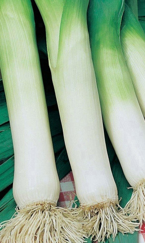 Лук порей КАРАНТАНСКИЙ