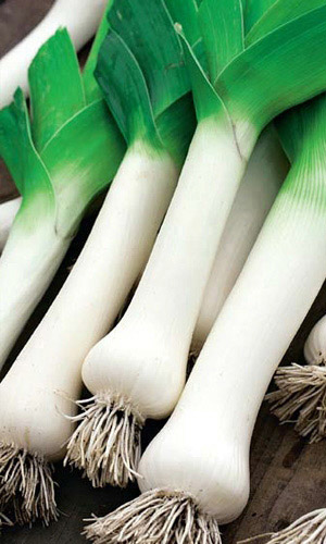 Лук порей ПОБЕДИТЕЛЬ