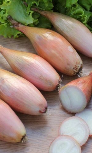 Лук репчатый ЗЕБРУН