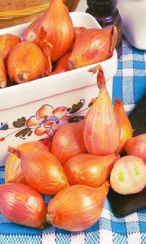 Лук шалот ИЗУМРУД