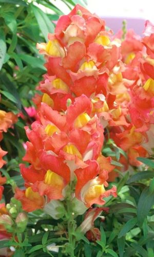 Львиный зев АБРИКОСОВЫЙ ЗОНТИК