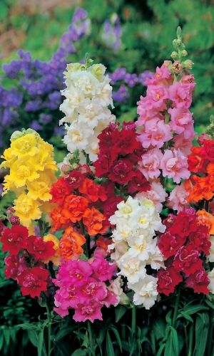 Львиный зев КОЛОМБИНА