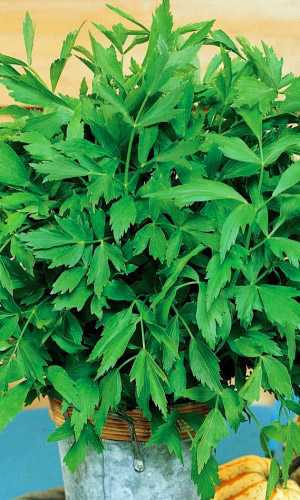 Любисток УДАЛЕЦ