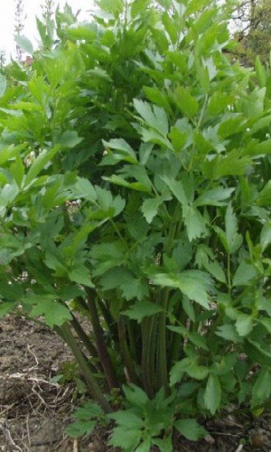 Любисток АМУР