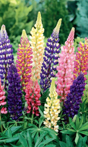 Люпин ЯРКИЙ ФАКЕЛ