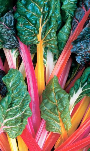 Мангольд РАДУГА