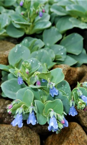 Мертензия приморская СИЛЬВЕР ОУШЕН