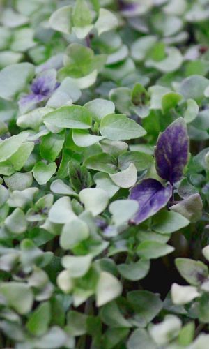 Микрозелень БАЗИЛИК ОВОЩНОЙ МИКС