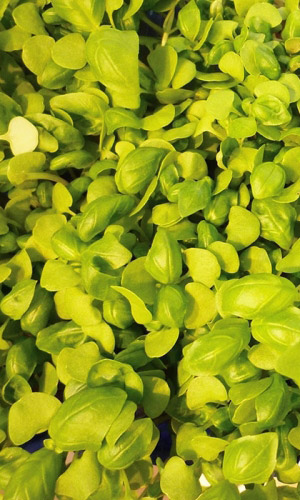 Микрозелень БАЗИЛИК СМЕСЬ ОВОЩНЫХ СОРТОВ