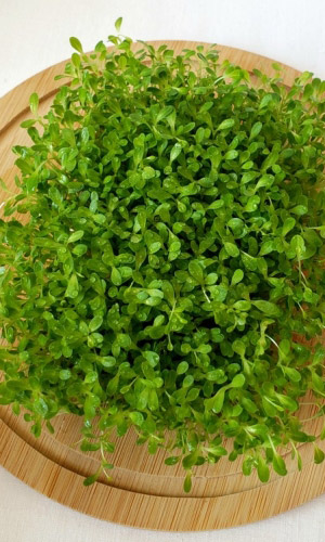 Микрозелень ИНДАУ