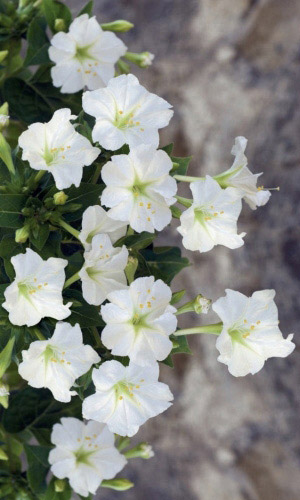 Мирабилис КАРАМЕЛЬ БЕЛАЯ