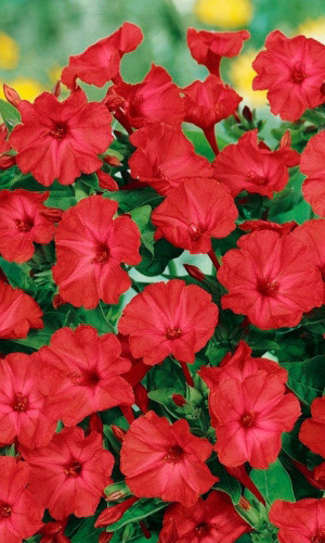 Мирабилис КАРАМЕЛЬ КРАСНАЯ