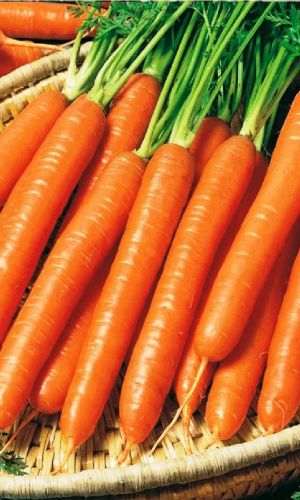 Морковь БЕЗ СЕРДЦЕВИНЫ (ГЕЛЬ ДРАЖЕ)