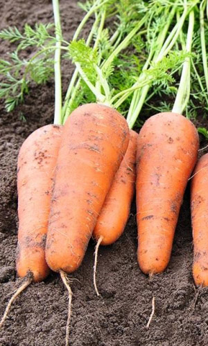 Морковь КУРОДА ШАНТАНЭ