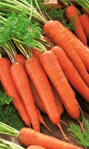 Морковь ЛОСИНООСТРОВСКАЯ 13 (ЛЕНТА)