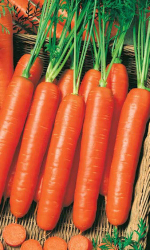 Морковь НАНТСКАЯ 4 (ЛЕНТА)