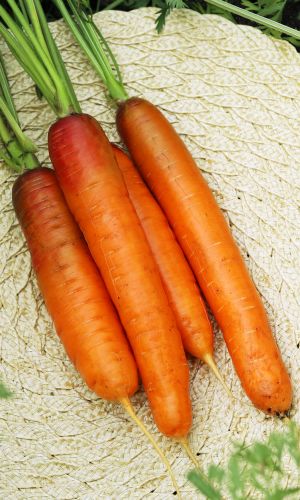 Морковь НАНТСКАЯ КРАСНАЯ (ГЕЛЬ ДРАЖЕ!)
