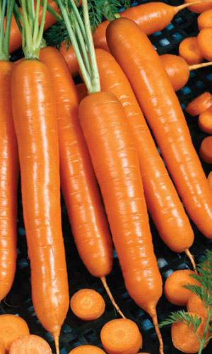 Морковь НЕКТАР F1