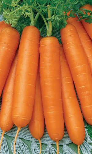Морковь НЕСРАВНЕННАЯ