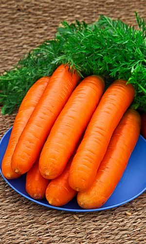 Морковь НИИОХ-336