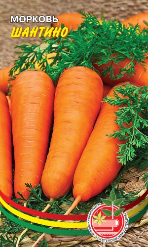 Морковь ШАНТИНО