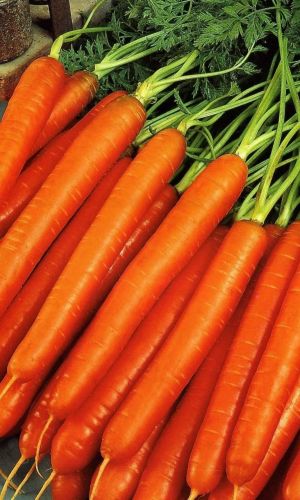 Морковь СЛАДКИЙ ХРУСТ &mdash; Особо сладкая! Не растрескивается! Для самого вкусного сока!