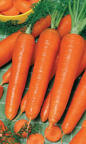 Морковь ЗАЙКА БАЛАЛАЙКА