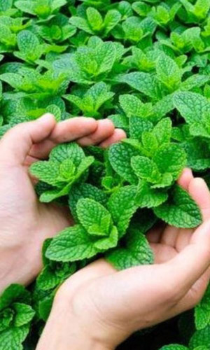Мята овощная МЕНТОЛ