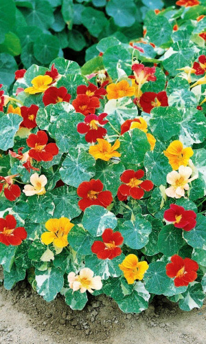 Настурция АЛЯСКА