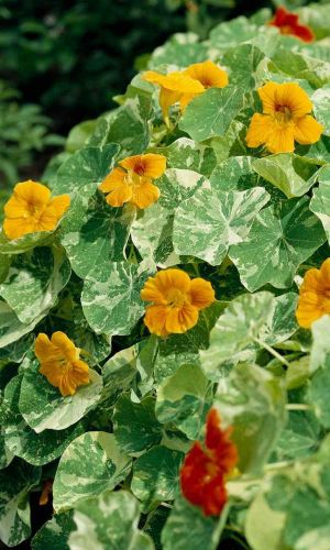 Настурция АЛЯСКА ЗОЛОТАЯ