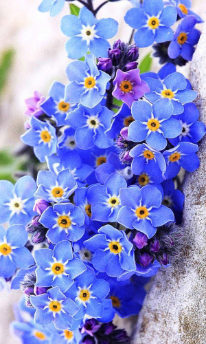 Незабудка ГОЛУБАЯ