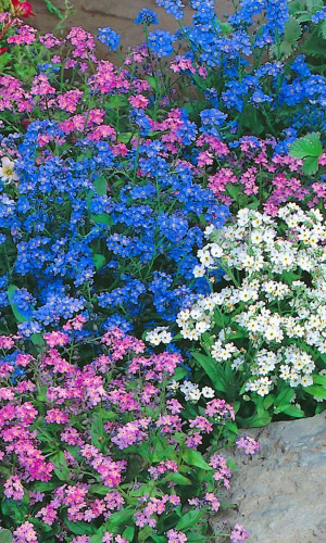 Незабудка СМЕСЬ ОКРАСОК