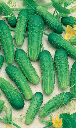 Огурец НОВЫЙ АЛАДДИН F1