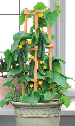 Огурец БАЛКОННЫЙ КРАСАВЧИК ХИКМЕТ F1