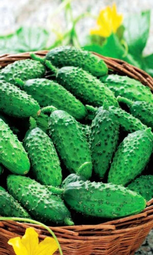 Огурец БОЧКОВОЙ ЗАСОЛ