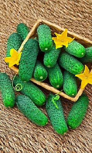 Огурец БОДРЫЙ ХРУСТЯЧОК F1