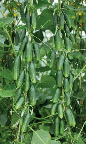 Огурец БУМ F1