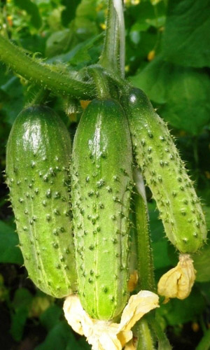 Огурец ДАЛЬНЕВОСТОЧНЫЙ 27