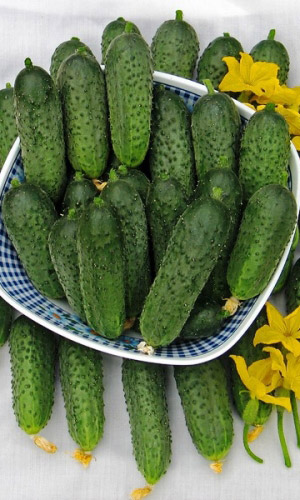 Огурец ДИМКА F1