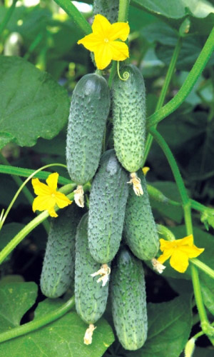 Огурец ДИРЕКТОР F1