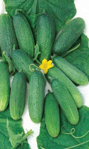 Огурец ДИВНОЕ ДИВО F1